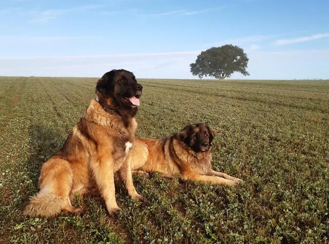 Couette-café L'arbre De Vie *